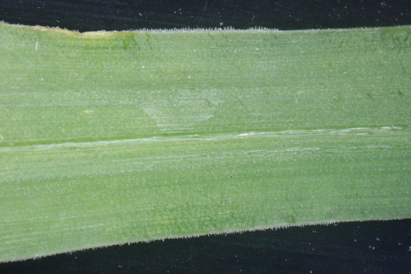 Allium neapolitanum, Aglio napoletano