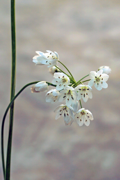 Allium neapolitanum, Aglio napoletano