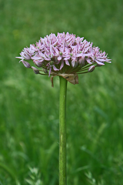 Allium nigrum, Aglio maggiore, Cipollazza, Lillu burdu