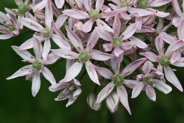 Allium nigrum, Aglio maggiore, Cipollazza, Lillu burdu