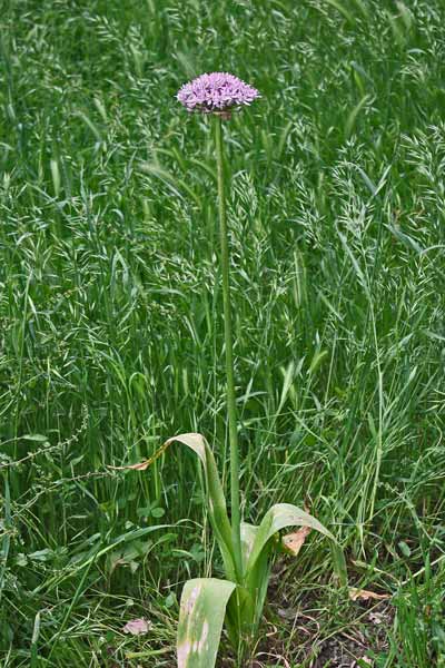 Allium nigrum, Aglio maggiore, Cipollazza, Lillu burdu