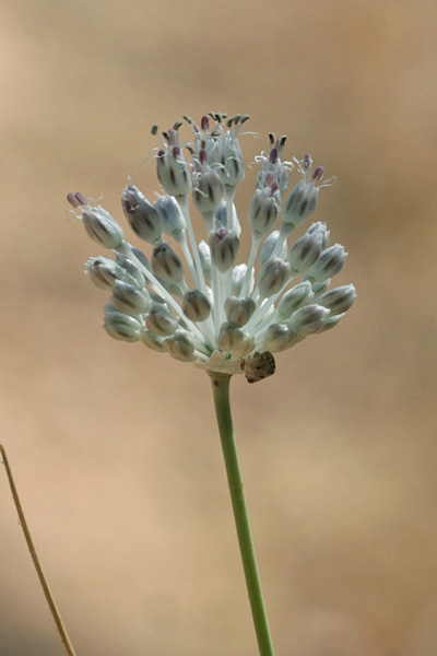 Allium guttatum subsp. sardoum, Aglio di Sardegna, Allu