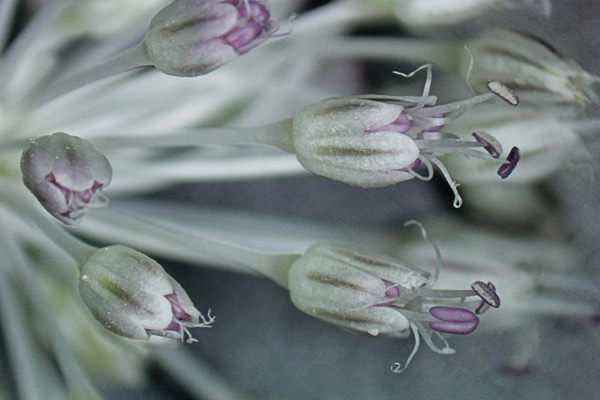 Allium guttatum subsp. sardoum, Aglio di Sardegna, Allu