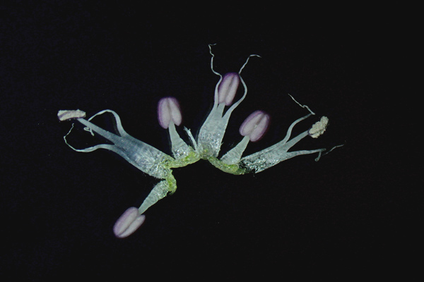 Allium guttatum subsp. sardoum, Aglio di Sardegna, Allu
