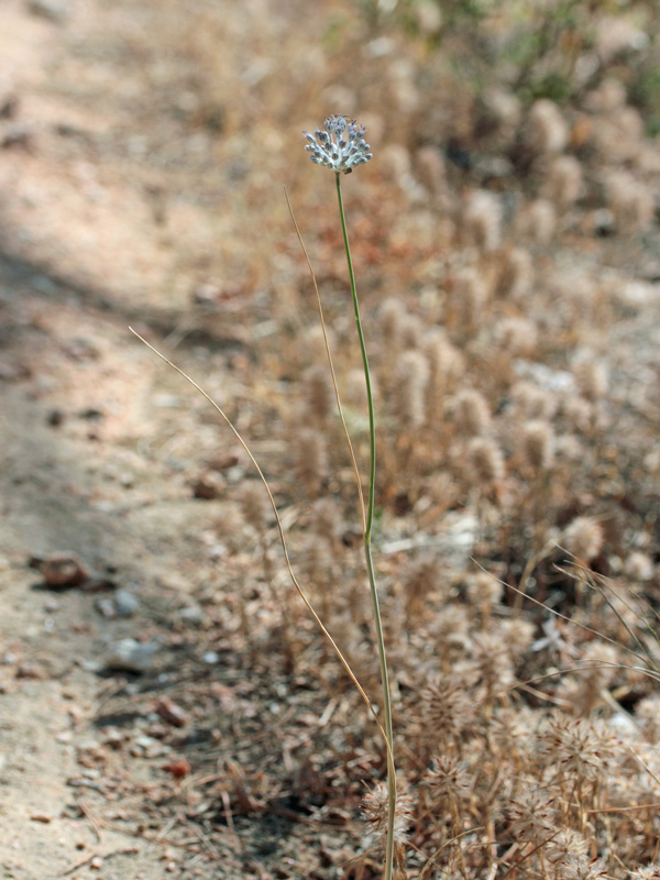 Allium guttatum subsp. sardoum, Aglio di Sardegna, Allu