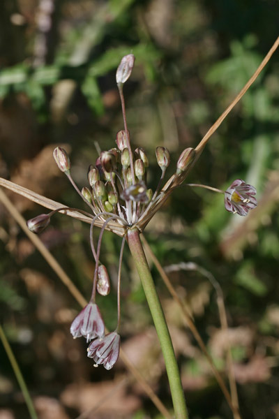 Allium savii, Aglio di Savi, Allu