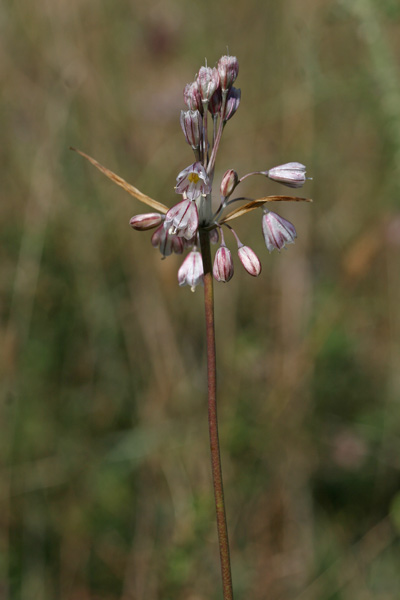 Allium savii, Aglio di Savi, Allu