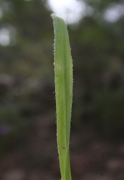 Allium subhirsutum, Aglio pelosetto, Allu de carroga, Apara, Pili-pili, Porru de campu