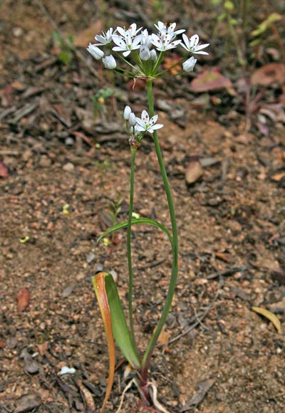 Allium subhirsutum, Aglio pelosetto, Allu de carroga, Apara, Pili-pili, Porru de campu