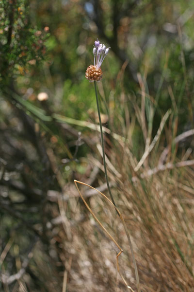 Allium vineale, Aglio delle vigne, Aglio pippolino, Allu