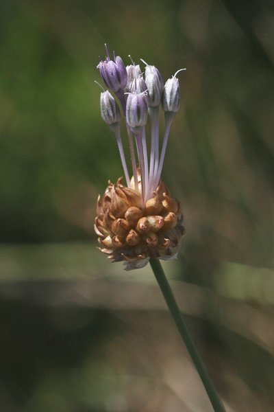 Allium vineale, Aglio delle vigne, Aglio pippolino, Allu