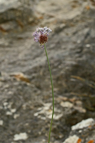 Allium vineale, Aglio delle vigne, Aglio pippolino, Allu