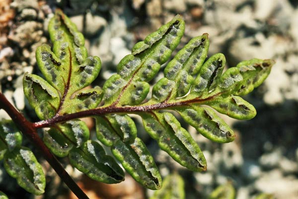 Oeosporangium guanchicum, Felcetta delle Canarie
