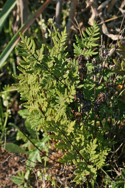 Oeosporangium guanchicum, Felcetta delle Canarie