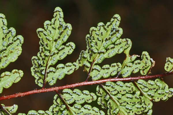 Oeosporangium pteridioides, Felcetta di Madera