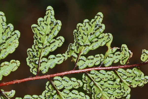 Allosorus pteridioides, Felcetta di Madera