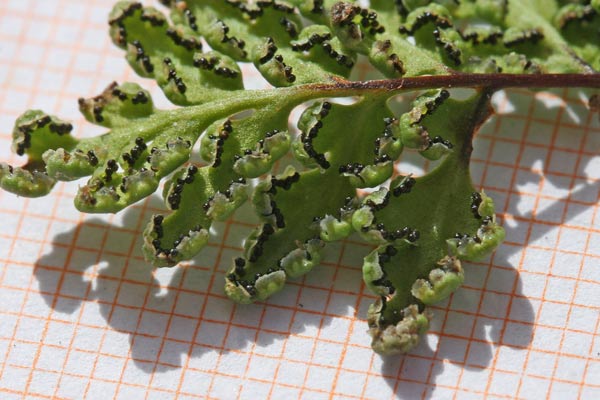Oeosporangium pteridioides, Felcetta di Madera