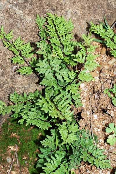 Allosorus pteridioides, Felcetta di Madera