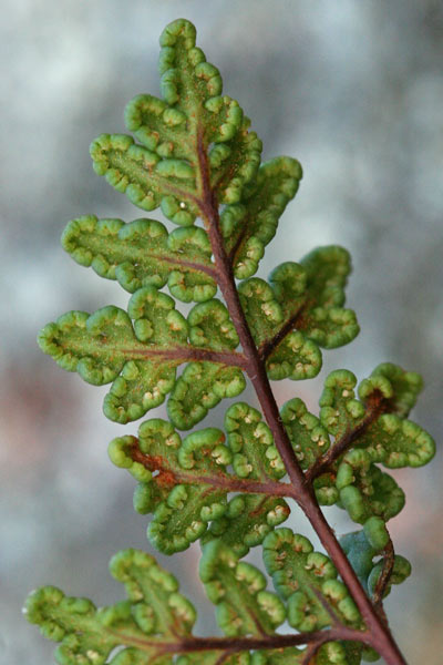 Oeosporangium tinaei, Felcetta di Corsica