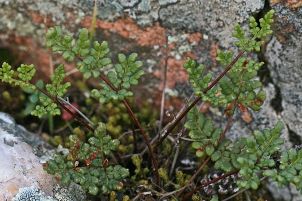 Allosorus tinaei, Felcetta di Corsica