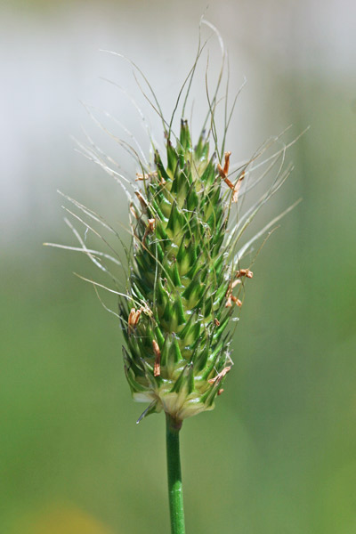 Alopecurus rendlei, Borsette, Coda di topo ovata