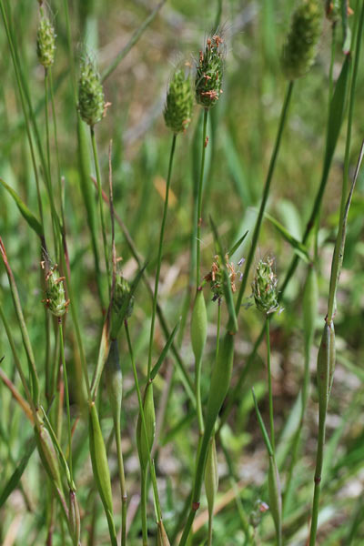 Alopecurus rendlei, Borsette, Coda di topo ovata