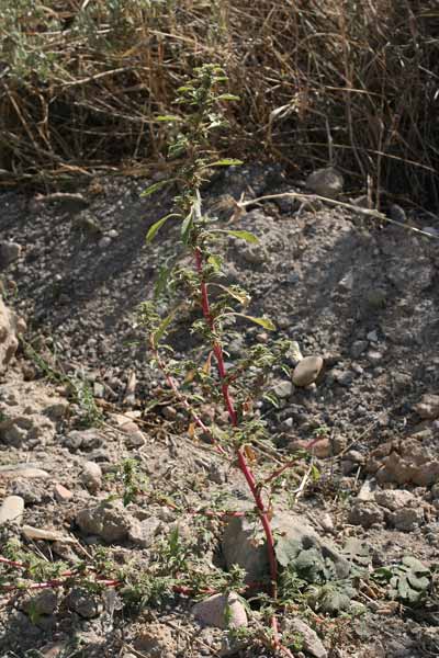 Amaranthus blitoides, Amaranto blitoide, Amarantu