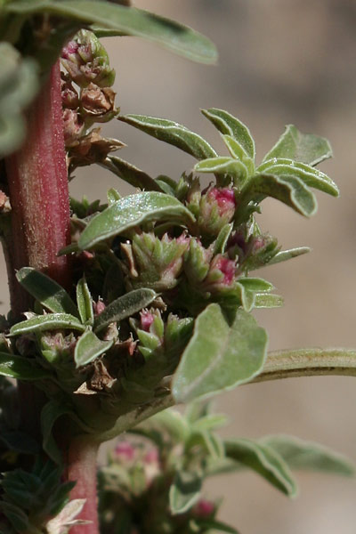 Amaranthus blitoides, Amaranto blitoide, Amarantu