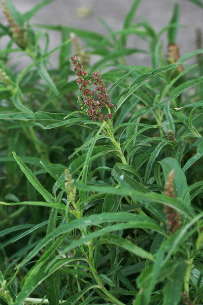 Amaranthus muricatus, Amaranto muricato, Amarantu