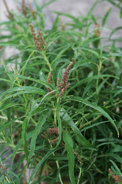 Amaranthus muricatus, Amaranto muricato, Amarantu