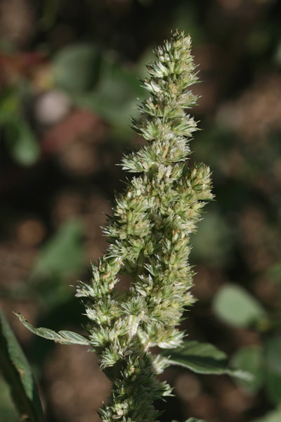 Amaranthus retroflexus, Blito, Amaranto comune, Amarantu