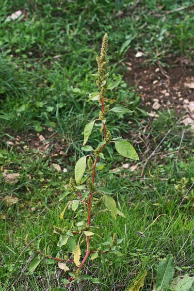 Amaranthus retroflexus, Blito, Amaranto comune, Amarantu