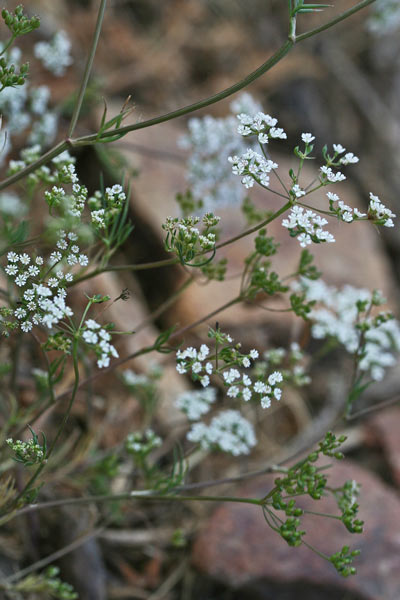 Ammoides pusilla, Prezzemolo bastardo, Prezzemolo selvatico, Perdusemini aresti, Petrusimbulu, Petrusimbulu aresti, Predusimulu areste