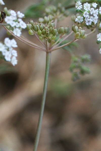 Ammoides pusilla, Prezzemolo bastardo, Prezzemolo selvatico, Perdusemini aresti, Petrusimbulu, Petrusimbulu aresti, Predusimulu areste