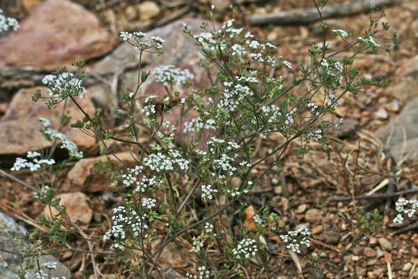 Ammoides pusilla, Prezzemolo bastardo, Prezzemolo selvatico, Perdusemini aresti, Petrusimbulu, Petrusimbulu aresti, Predusimulu areste