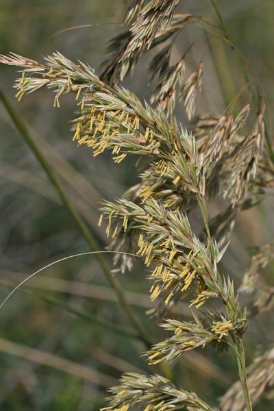 Ampelodesmos mauritanicus, Tagliamani, Saracchio, Craccuri, Erba de fai ciulirus, Mannuga