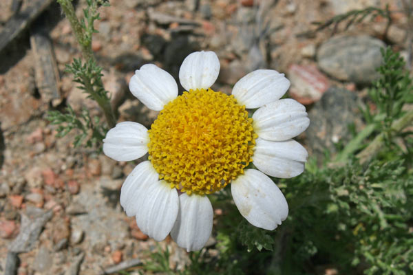 Anacyclus clavatus, Camomilla clavata, Camomilla tomentosa, Sitzia