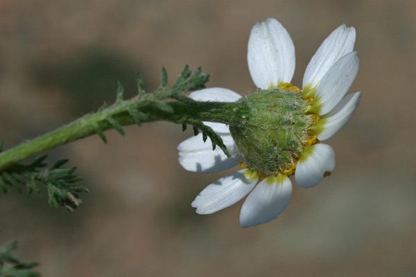 Anacyclus clavatus, Camomilla clavata, Camomilla tomentosa, Sitzia