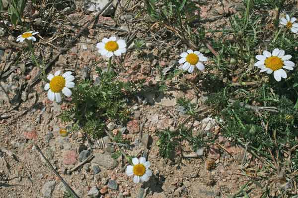 Anacyclus clavatus, Camomilla clavata, Camomilla tomentosa, Sitzia