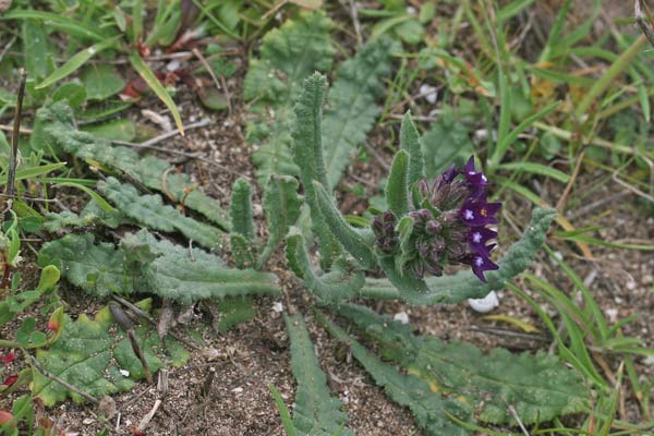 Anchusa undulata subsp. hybrida, Buglossa ibrida