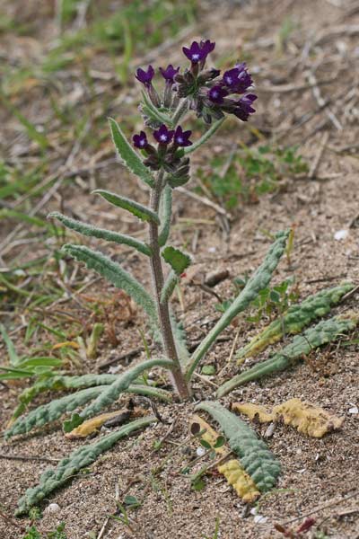 Anchusa undulata subsp. hybrida, Buglossa ibrida