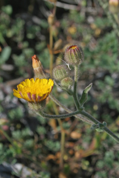 Andryala integrifolia, Lanutella, Lanutella comune, Andriala a foglie intere, Erba de passaidraxias, Erba de simbula, Erba simula