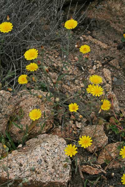 Andryala integrifolia, Lanutella, Lanutella comune, Andriala a foglie intere, Erba de passaidraxias, Erba de simbula, Erba simula