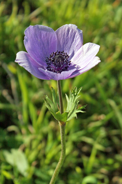 Anemone coronaria, Anemolo, Anemone dei fiorai, Franzesiglia, Froris asulus, Nèmula