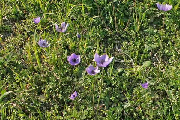 Anemone coronaria, Anemolo, Anemone dei fiorai, Franzesiglia, Froris asulus, Nèmula