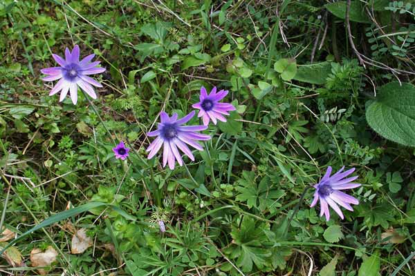 Anemone hortensis, Anemone fior-stella, Anemoni aresti, Nemula stellada