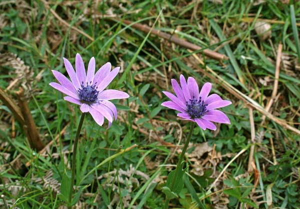 Anemone hortensis, Anemone fior-stella, Anemoni aresti, Nemula stellada