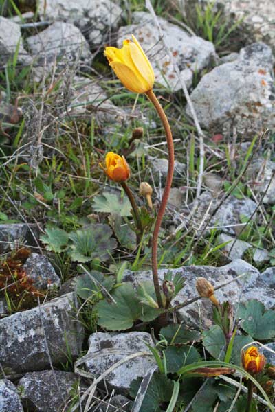 Anemone palmata, Anemone palmata, Anemuni, Nemula, Nemula aresti groga