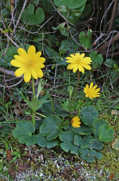 Anemone palmata, Anemone palmata, Anemuni, Nemula, Nemula aresti groga