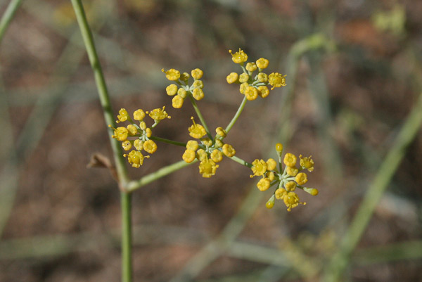 Anethum piperitum, Finocchio selvatico, Fenugu, Fenugu aresti, Finùju areste, Frenugu